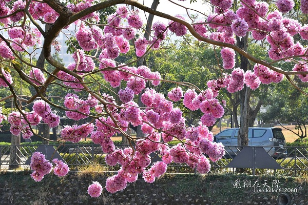 台中潮洋環保公園旁盛開的紅花風鈴木 (圖片提供／飛翔在天際)