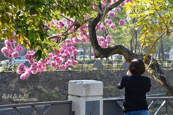 台中潮洋環保公園旁盛開的紅花風鈴木 (圖片提供／飛翔在天際)