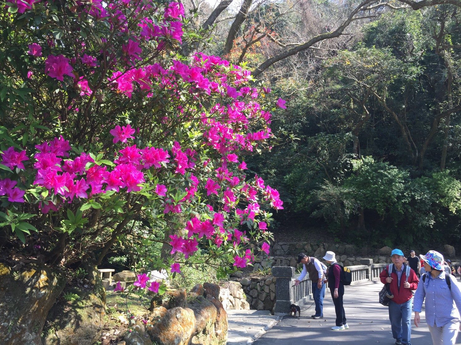 每年春季二至三月是陽明山最著名的賞花期間 (圖片來源／陽明山花季)