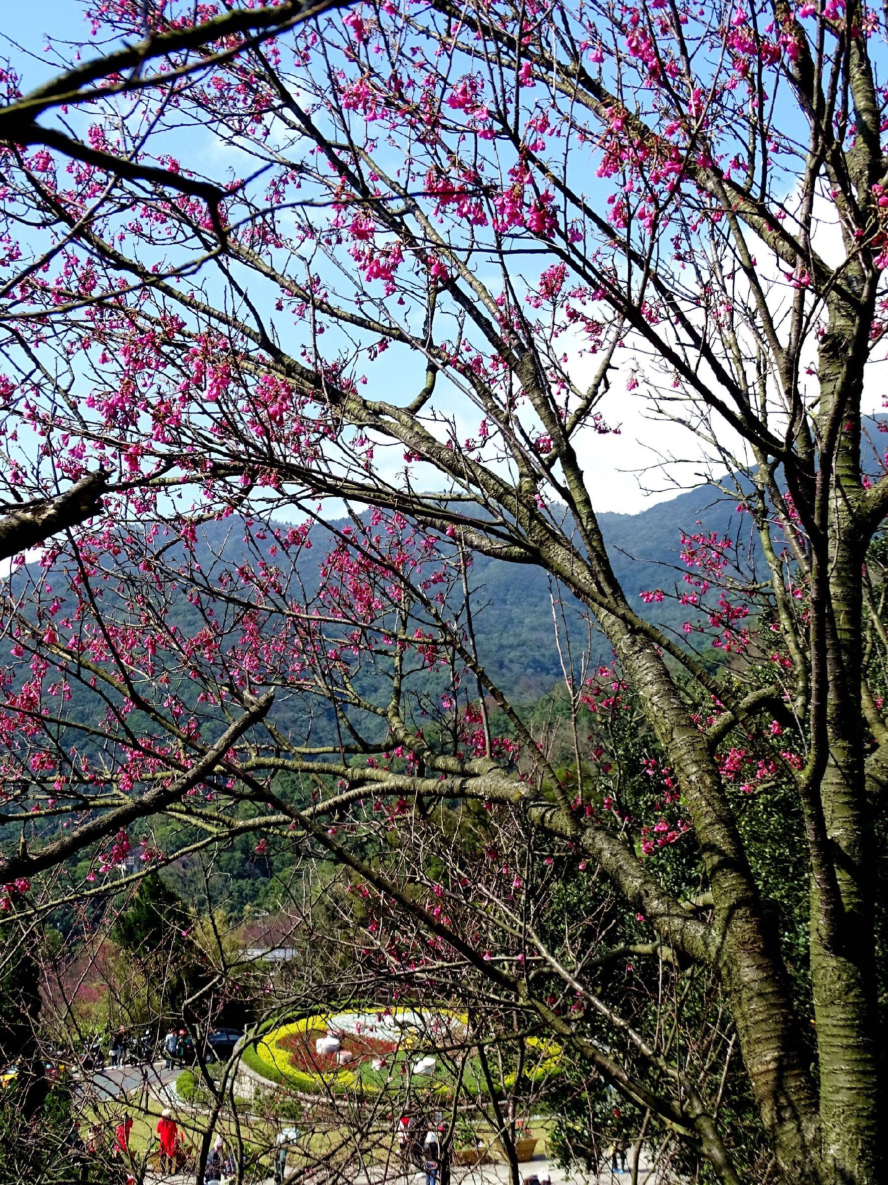 有台北後花園之稱的陽明山，花朵綻放 (圖片來源／陽明山花季)