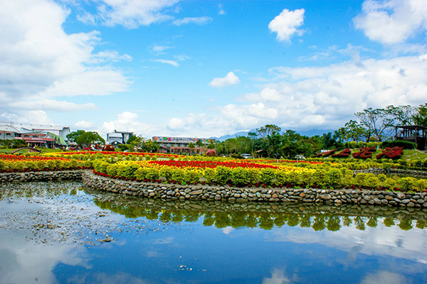 池上鄉農會四季花海，水面清澈如鏡 (圖片來源／花東縱谷國家風景區管理處)