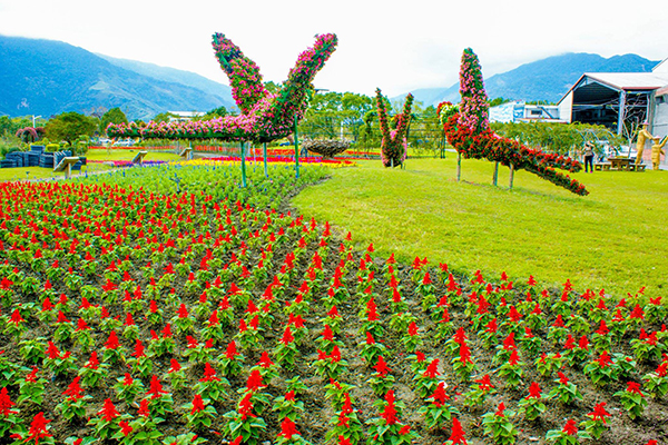 池上鄉農會四季花海，花卉造景 (圖片來源／花東縱谷國家風景區管理處)