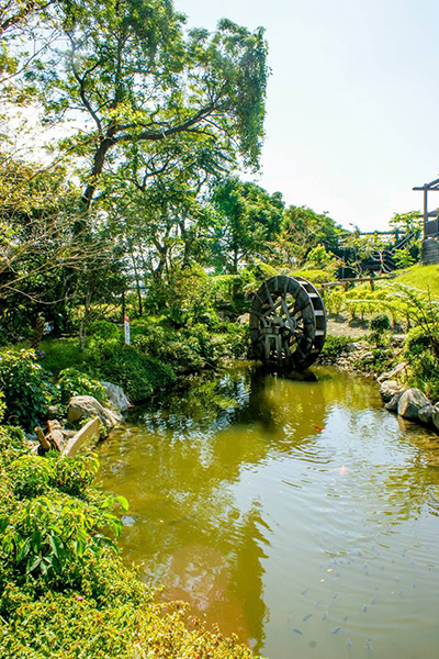 池上鄉農會四季花海，充滿詩意的山水造景 (圖片來源／花東縱谷國家風景區管理處)