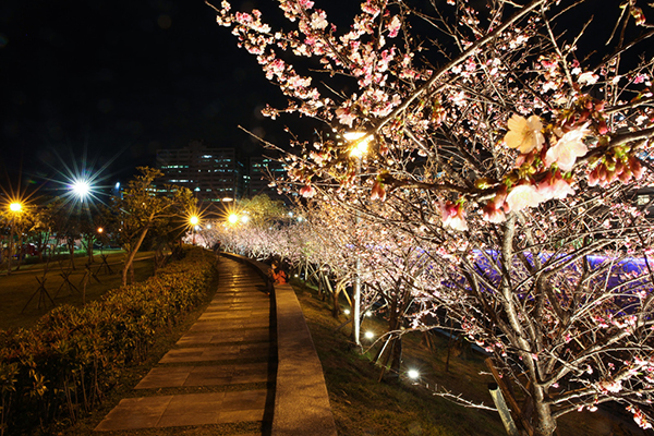 樂活公園的櫻花步道已是台北知名的賞櫻景點之一 (圖片來源／台北市政府)