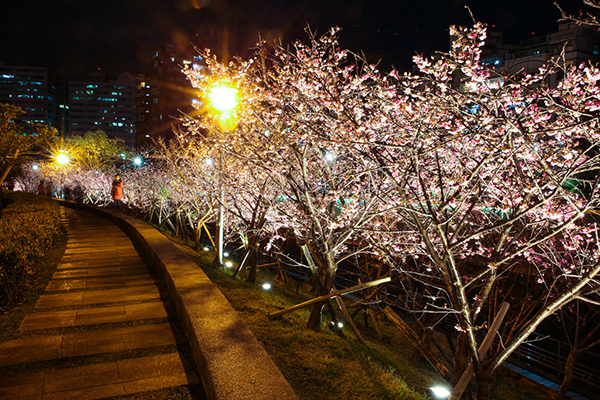 樂活公園最近特別設置32盞路燈，變成夜櫻步道 (圖片來源／台北市政府)