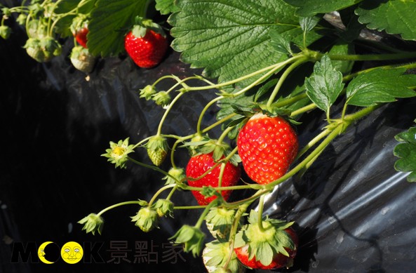 「栃乙女」草莓十分好吃，是枥木特有且盛產的品種。（攝影／MOOK景點家張盈盈）