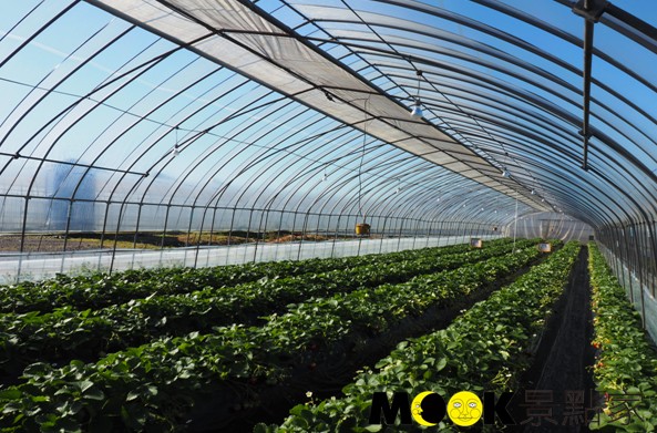 JA益子觀光草莓園溫室在農夫細心的照顧之下孕育美味的草莓。（攝影／MOOK景點家張盈盈）