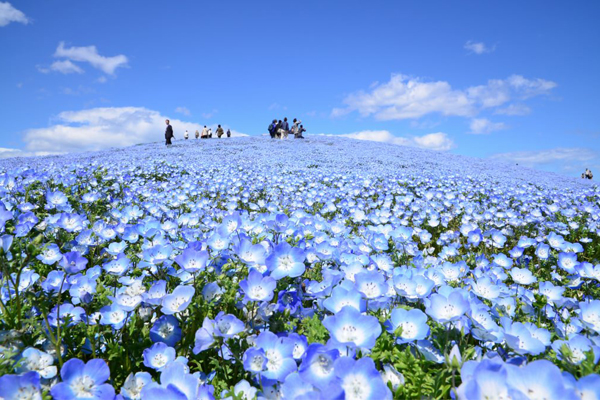 擁有美麗的藍色紫蝶花海的日立海濱公園是近年許多台灣旅客想要造訪的目的地。（圖片來源／國營ひたち海浜公園）