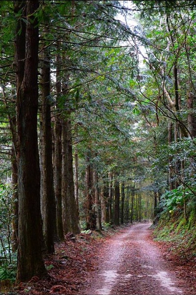 尖石童話森林露營區的森林步道 (圖片來源／尖石童話森林露營區)
