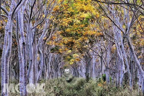 田野間金色龍貓隧道  大片奇幻樹林秘境