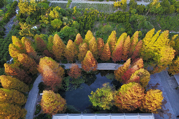 菁芳園空拍落羽松林 (圖片來源／菁芳園)