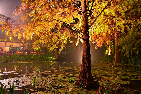 菁芳園夜晚迷人的景致 (圖片來源／菁芳園)