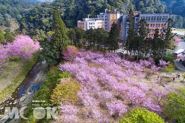 空拍杉林溪粉色櫻花 (圖片提供／飛翔在天際)