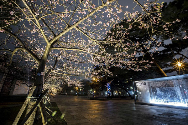 新竹公園近千株櫻花紛紛綻放，也成為熱門的賞櫻景點 (圖片來源／新竹市政府)