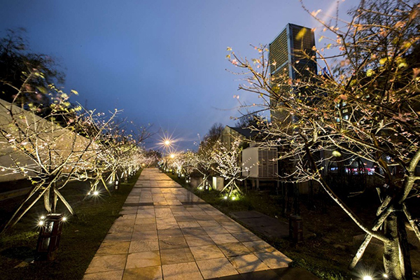 新竹市政府首度在園內增設燈光，夜晚的櫻花在燈光襯托下，更顯嬌豔浪漫，吸引全國各地攝影愛好者 (圖片來源／新竹市政府)