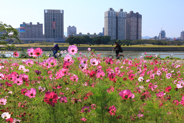 北市賞花新秘境 。（圖片來源／台北市觀光局）