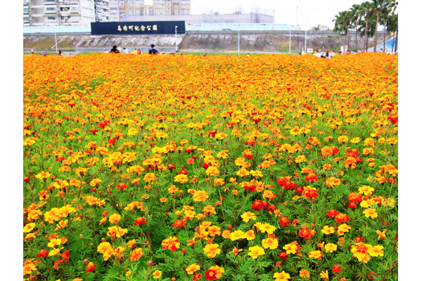 周末假日不妨到河濱賞花。（圖片來源／台北市觀光局）