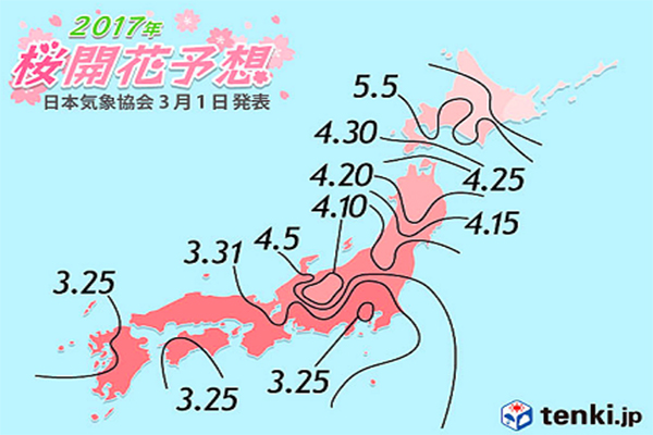 Tenki.jp於3月1日再次更新了2017年的櫻花開花預測，東京3月22日、福岡3月22日、大阪3月28日 (圖片來源／Tenki.jp)