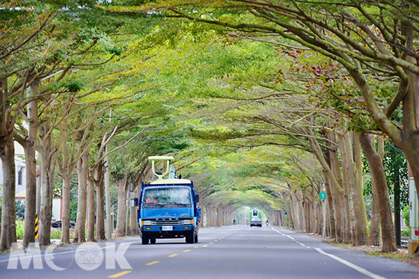 學甲綠色隧道排列整齊且筆直生長，相當值得一遊，也適合騎著單車悠遊在步道下 (攝影／林淑貞)