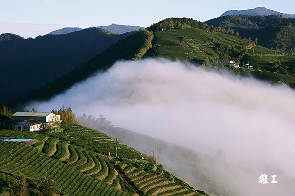 武界開心茶園露營區雲海繚繞 (圖片來源／武界開心茶園露營區)