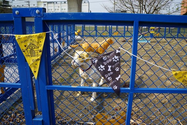 頭前溪寵物運動公園為狗狗們的專屬樂園 (圖片來源／新竹縣政府)