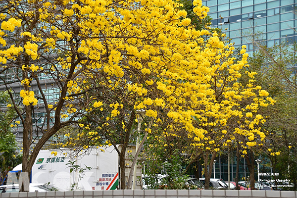 城市金黃耀眼街景  黃花風鈴木爆炸盛開