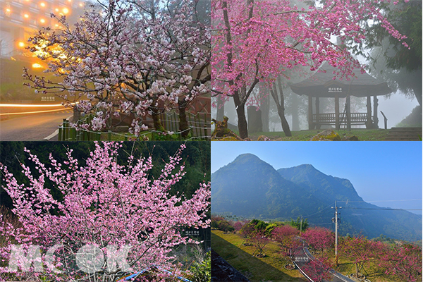 賞櫻名所絕美夜景  小櫻王最新盛開花況