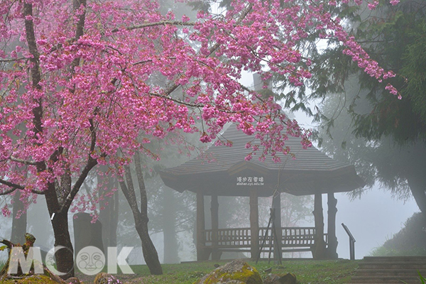 阿里山沼平公園櫻花 (圖片提供／漫步在雲端的阿里山)