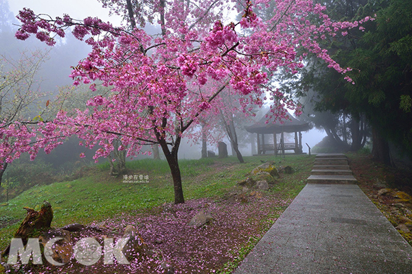 阿里山沼平公園櫻花 (圖片提供／漫步在雲端的阿里山)