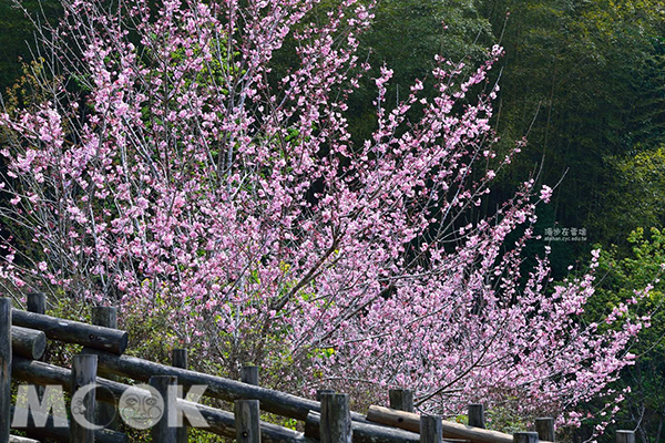 迷糊步道有河津櫻、緋寒櫻、福爾摩沙櫻、富士櫻、椿寒櫻 (圖片提供／漫步在雲端的阿里山)