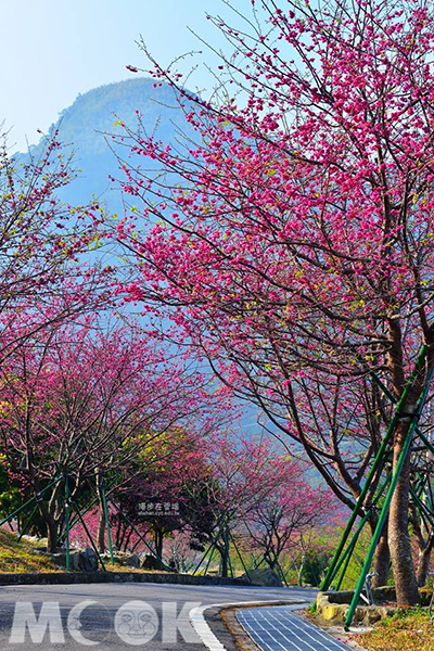 彌陀禪寺重瓣緋寒櫻 (圖片提供／漫步在雲端的阿里山)