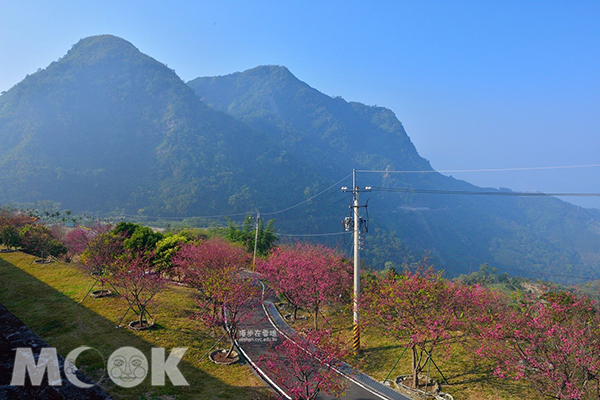 彌陀禪寺重瓣緋寒櫻 (圖片提供／漫步在雲端的阿里山)