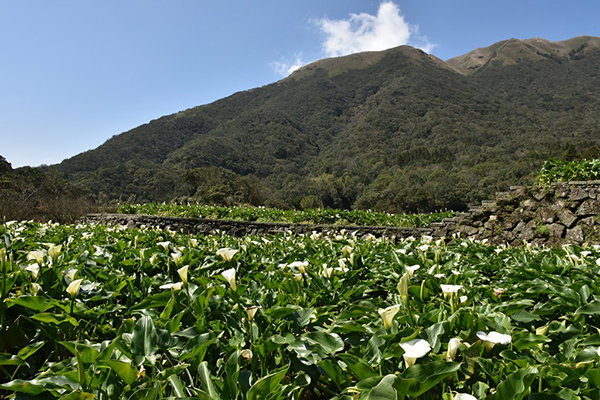 一年一度的竹子湖海芋季於3月24日盛大展開 (圖片來源／交通部觀光局)