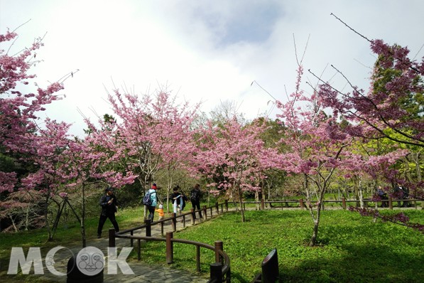 阿里山工作站前河津櫻盛開成花海。(圖片提供／林務局阿里山國家森林遊樂區)