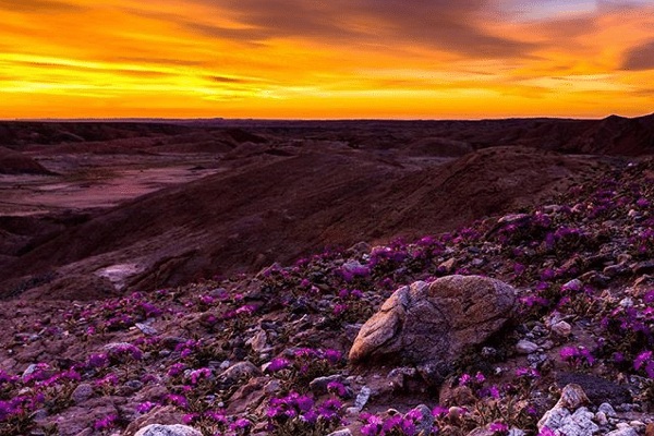 最大沙漠公園驚現花海  春季百花超級綻放