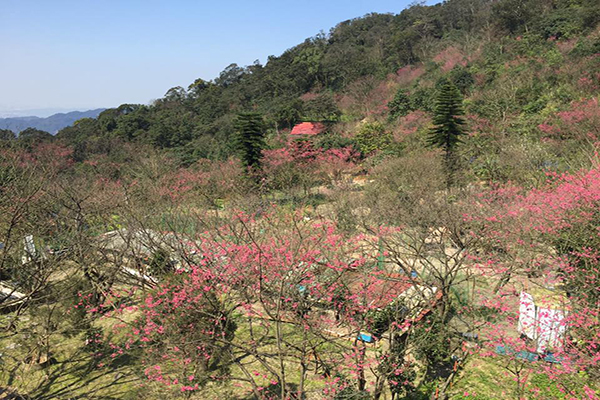 天上人間賞櫻秘境  高地櫻花園神秘盛開