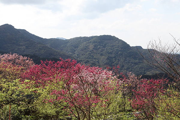 建安131漸層美感 (圖片來源／建安131高地櫻花農場)