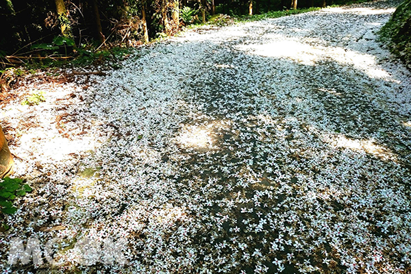 新竹縣五指山路 - 桐花地毯秘境 (攝影／林布朗)