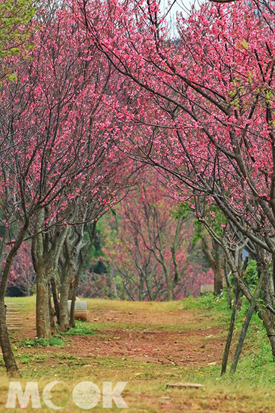 銅鑼環保公園櫻花盛開，是賞櫻的好時機 (攝影／楊予馨)