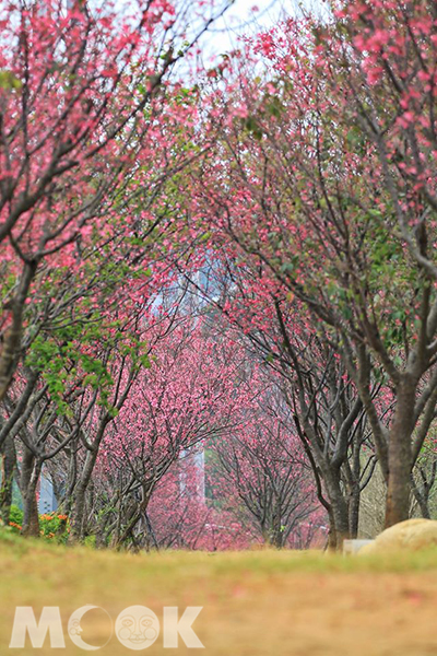 銅鑼環保公園的櫻花隧道，絕美奇幻 (攝影／楊予馨)