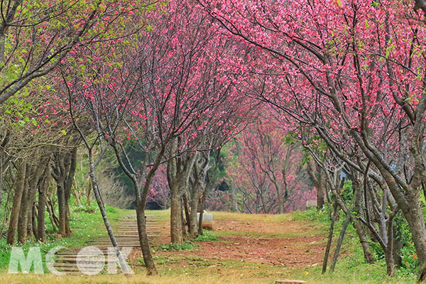 來到銅鑼環保公園的櫻花隧道找尋龍貓影子 (攝影／楊予馨)