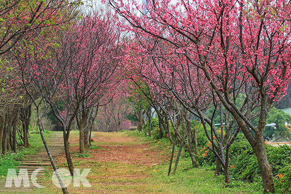 銅鑼環保公園櫻花隧道 (攝影／楊予馨)