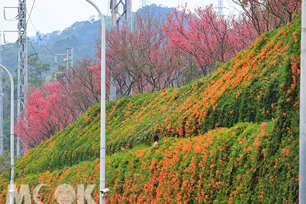 銅鑼環保公園的炮仗花海與櫻花 (攝影／楊予馨)