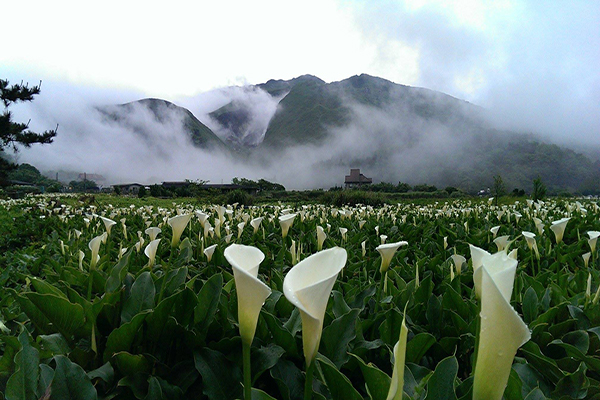 竹子湖隱藏秘境  仙谷般海芋花海