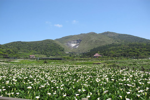 名陽匍休閒農莊以海芋田為主 (圖片來源／名陽匍休閒農莊minyangpu)