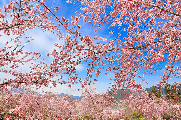 陷入夢幻粉紅花海  賞櫻聖地引發高人氣