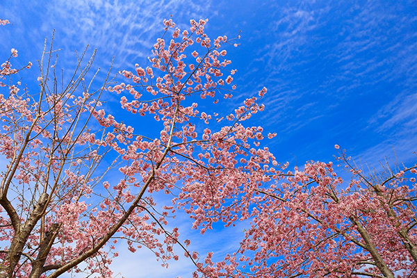 遊客可以在恩愛農場的櫻花樹下野餐 (攝影／日比雨林)