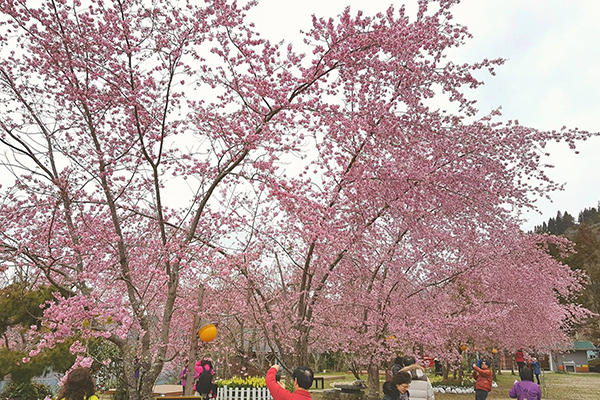 恩愛農場櫻花林 (圖片來源／拉拉山 恩愛農場)