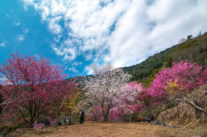 萬里山園紅、白、黃花海綻放，相當賞心悅目 (圖片來源／萬里山園)