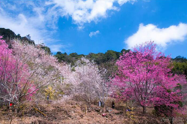 萬里山園櫻花林 (圖片來源／萬里山園)